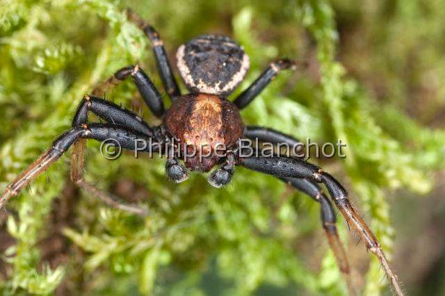 Thomisidae_8427.JPG - France, Araneae, Thomisidae, Araignée-crabe ou Thomise (Xysticus bifasciatus), Crab spider